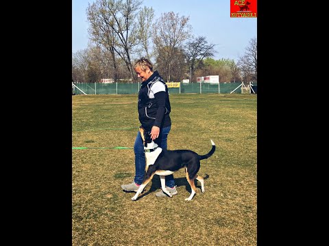 Obedience kezdő vizsga tréningje :)