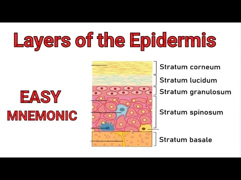 Layers of the Skin | EASY Mnemonic to Help Memorize the 5 Layers of the Epidermis | Skin Anatomy