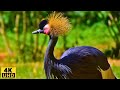 Birds 4k The Most Amazing Birds Of The World Birds Of Rainforest Nature Film Nature Sounds