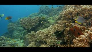 Finding Dory, "Everything About You," soundtrack by Thomas Newman - Ellen DeGeneres Movie 2016