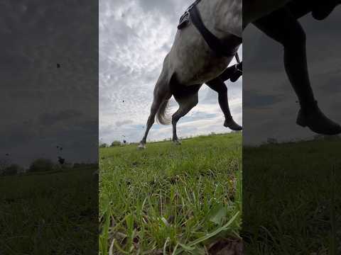 Keine Sorge dem Pferd geht es gut !   #fail  #sturz #youtubeshorts #shorts