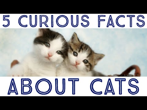 5 curious facts about cats