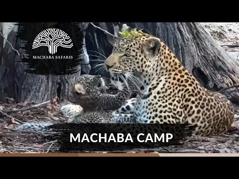 Leopard cub plays with mom |  Botswana | Machaba Camp