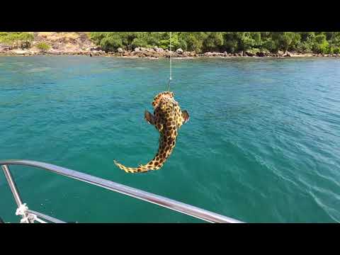 Princess island lunch Dolce Vita Catamaran Passenger – Redemption