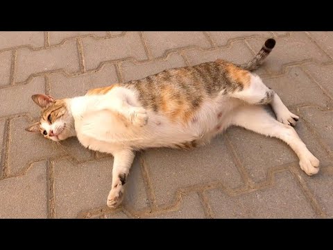 A Friendly Cat Will Give Birth To Many Kittens In A Few Days.