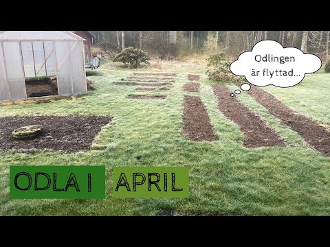 Odla i APRIL - Nu är odlingen snart flyttad och det växer på inomhus