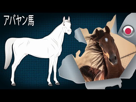アラビアの馬