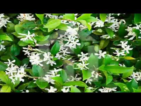 Jasmine Flowers by Kenny G