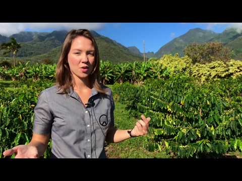 Café Maui vs Café Kona - Torrefação Mill House