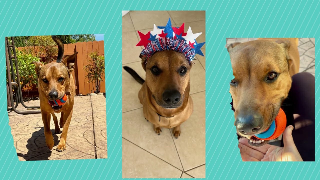 Enlarge Benny, a ADOPTABLE mixed breed in San Diego, CA video 1/5