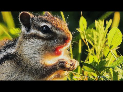 Siberian chipmunk -Life in the Meadow - Part 1 | Film Studio Aves
