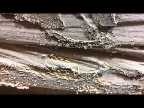 Termite Identification Jasper Ga. - How to identify termites in my home