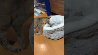 ベッドにこだわりのある猫 #shorts
