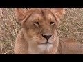 Tamu S Four Lion Cubs Big Cat Diaries BBC Earth