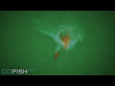 Epic Fluke fishing on the BAD INFLUENCE