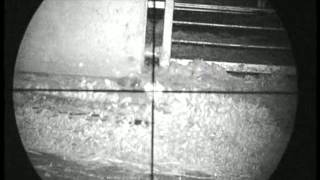 Pig Farm Rat hunting 11 using an Air Arms S410k and a Nitesite NS200.