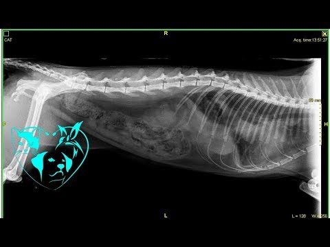 diaphragmatic hernia surgery in a cat