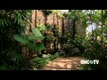 Orchids In The Garden