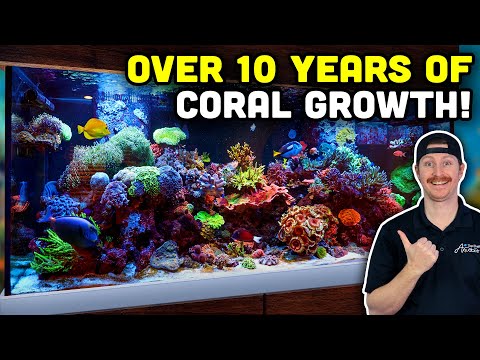 10+ YEAR OLD Reef Tank with a Forest of Mature Corals!