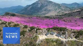 봄꽃이 만든 풍경화 [아침에 한 장] [뉴스퍼레이드]