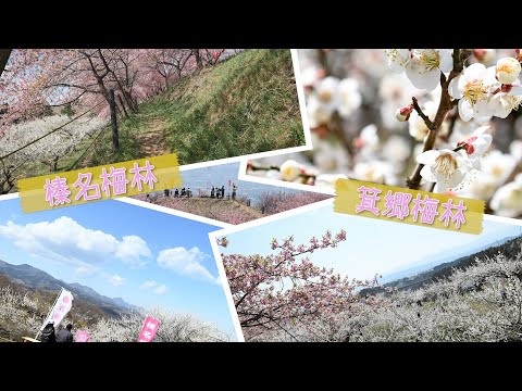 箕郷梅林・榛名梅林