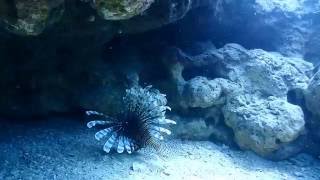 20161030 小琉球岸潛5 - 獅子魚(魔鬼蓑鮋)