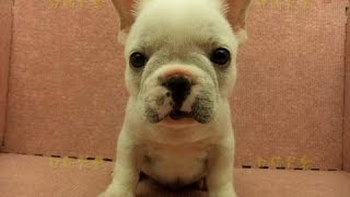 preview picture of video '10/30 奶油白法國鬥牛 french bulldog -公幼犬2號-日新犬舍'
