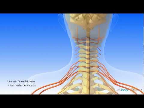 Système nerveux central et système nerveux périphérique