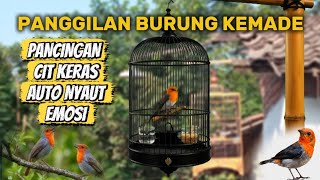 Download lagu 💥KEMADE GACOR LANGSUNG NYAUT❗Kemade Memanggil Kawan. Suara Burung Kemade Kicau - Pikat Burung Cabe mp3