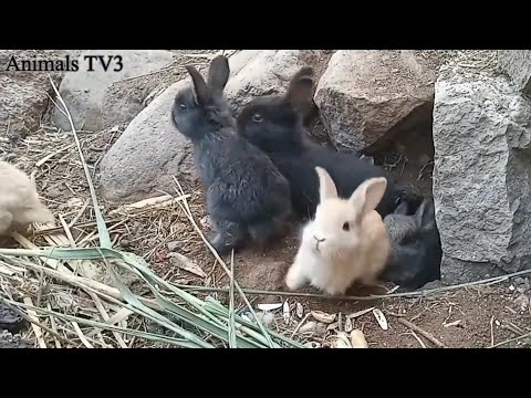 , title : 'Esta es la Razón por la que Los Conejos Entierran a sus Crías Vivas 😱 Documental Sobre Los Conejos'