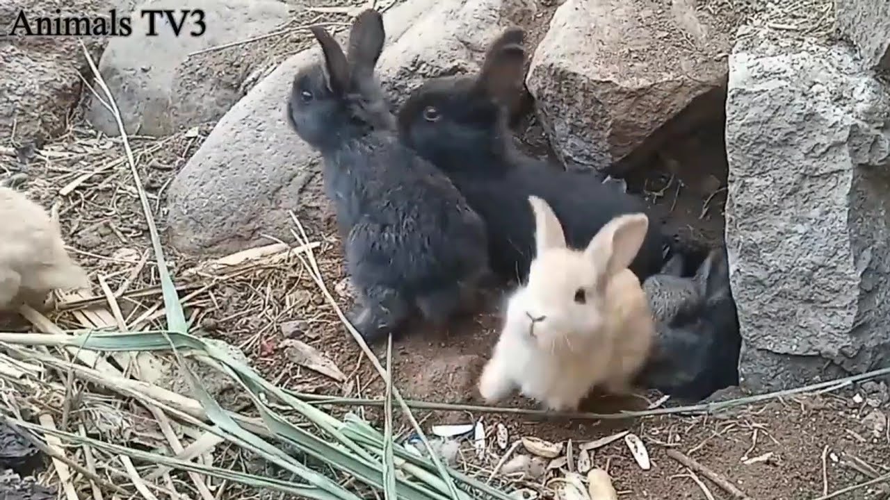 Esta es la Razón por la que Los Conejos Entierran a sus Crías Vivas 😱 Documental Sobre Los Conejos