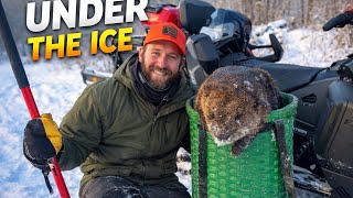 Beaver Trapping Thin Ice