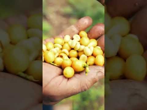 ブラジルコーヒーはこうして収穫される #shorts #coffee #harvest #howitsmade #foodinsider (This is how Brazilian coffee is harvested #shorts #coffee #harvest #howitsmade #foodinsider)