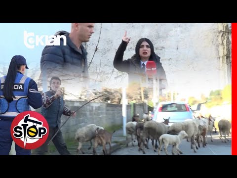 Stop - 150 dele marshojnë çdo ditë në mes të qytetit – stan, video e pabesueshme - 9 Janar 2026