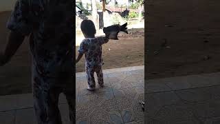 Download lagu Main burung merpati #shorts mp3