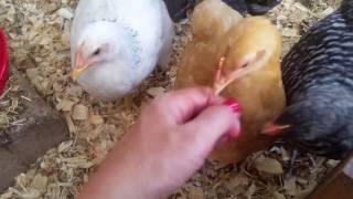 My Chicks at 6 Weeks Old: Fully Feathered and Able To Be Sexed
