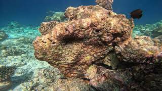 Maldives Conrad Adventure Snorkel - Reef