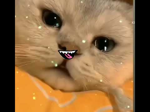 suman kalegalu cat lip action video