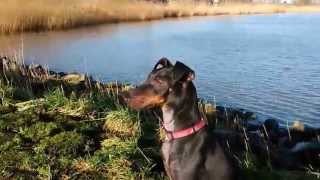 preview picture of video 'Chester the Manchester Terrier on a sunny winter day at the Lek River'