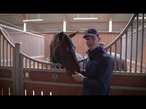 Jamie Gornall, International Showjumper
