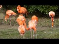 Caribbean Flamingo Argument And Fight