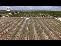 Florida S Orange Groves May Soon Be No More