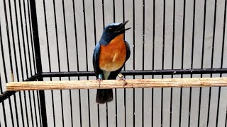 Download lagu Tledekan Gunung Ngerol GACOR Full Isian Kenari Durasi Panjang Untuk Masteran mp3