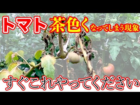 なぜトマトに牛乳をかけるのでしょうか？副作用はありますか?  庭園