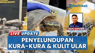 Kulit Ular hingga Kura-kura Gagal Diselundupkan di Pelabuhan Bakauheni, Tim Gabungan Sita Barang