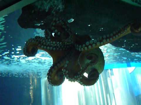 Tintenfisch auf der Flucht