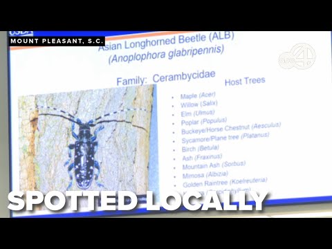 Asian longhorned beetle threatens Mount Pleasant trees, prompts urgent eradication efforts