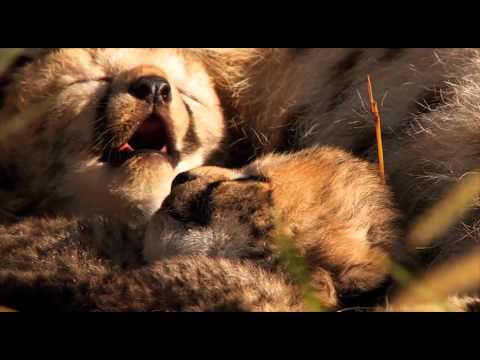 Nature is Awesome! 2012 HD