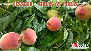 Como Fazer as Podas de Formação e Produção no PÊSSEGO, Corretamente?