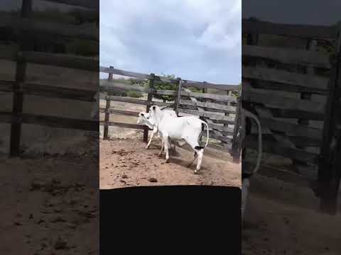 Duas Bezerras Nelores: 1.300 reais cada em Ipaumirim/ Ceará. Whatsapp 84 99810 2784*#gado #fazenda
